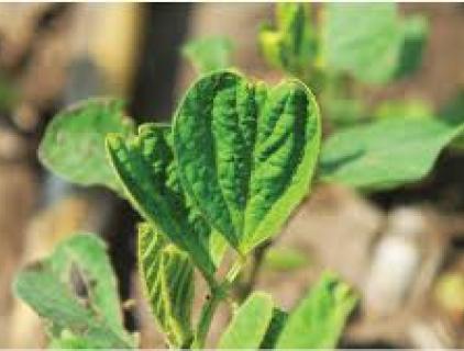 Degradation Behavior Of  Acetochlor In Soil