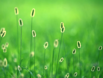 Specifications：95%TC， 25%EC， 25%WP， 2.5%EW