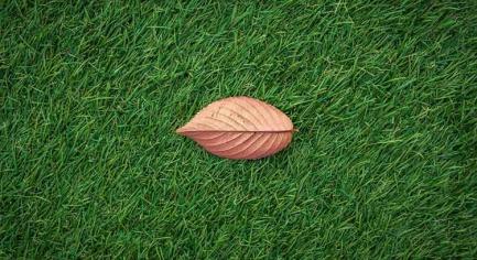 What does MCPA kill?