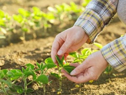 Indoxacarb Advantage