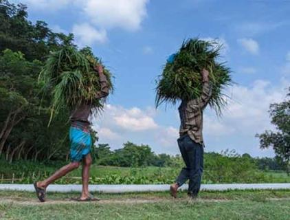 Glyphosate's specifications in the EU may change   