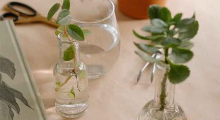 What is the function of thiamethoxam?