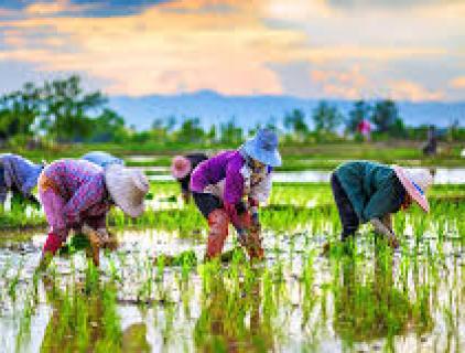 biological nutrient solutions